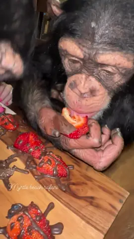 I made some ladybugs out of strawberries for my beautiful chimpanzee family🐞❤️☮️ • • • #Chimps #chimpanzee #chimps #apes #cuteanimals #animalsaddict #animals #explorepage #animals #animallover #monkey #monkeys #monkeyseemonkeydo #monkeylove #onelove #family #myfamily #riolilly #tara #rioandtara #angada