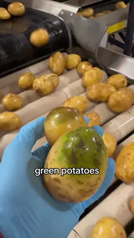 What I look for when I am grading potatoes #potatoes #farmtok #foodwaste #agriculture #gardening 