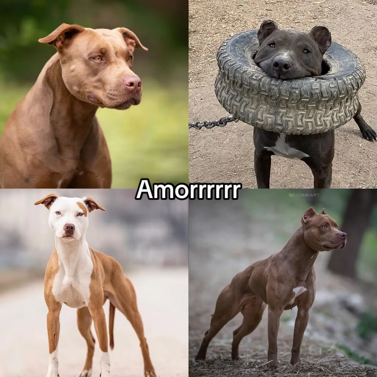#apbt #apbt_game_dog #apbtlover #apbtlove #pitbull #pitbullsoftiktok #pitbulls #americanpitbullterrier #pitmonster #pitmonstersbrasil 