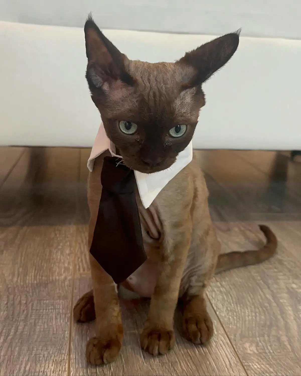 Sorry not sorry 🤪 #cat #devonrex #kittens #catsoftiktok #devonrexkittens #kittencat #kitten #cats #cattok #catsinclothes 