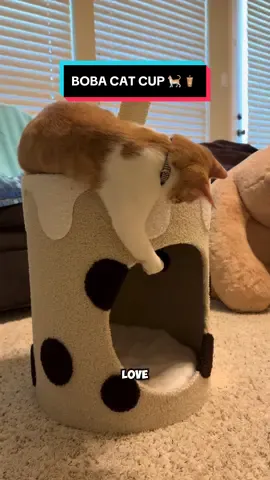 Boba for cats 🐈🧋😂 #cat #boba #cattower #tiktokshopfinds 
