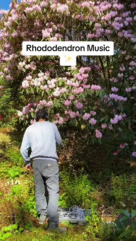 The sound of spring 😍 I recorded this beautiful pacific rhododendron at the UBC Botanical Garden in Vancouver last week 🌸 #rhododendron #flower #synth #musiciansoftiktok 