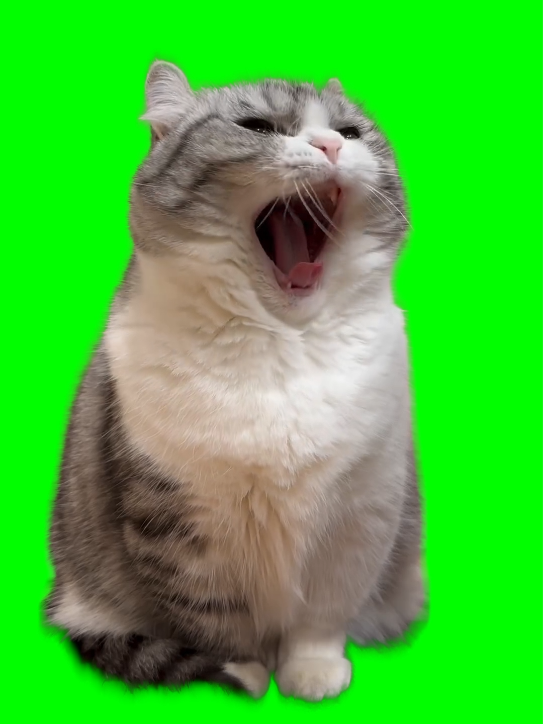 Cat yawning green screen #greenscreen #greenscreenvideo