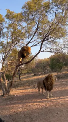 Wild Lion Trained to Climb Trees and Pose for Pictures and Videos / Leão selvagem treinado para subir em árvores e posar para fotos e vídeos #leão  #leao  #lion  #lion