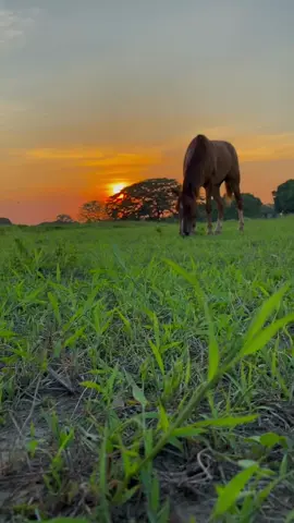 Mucho después de la muerte mi noble compañero🧡, esperame pronto nos volveremos a encontrar.🐴🤍🕊️#Donjose #caballos#cielo#atardeceres🌅 #musicallanera #pasion #jorgeguerrero #tiktok #viral#Dios 