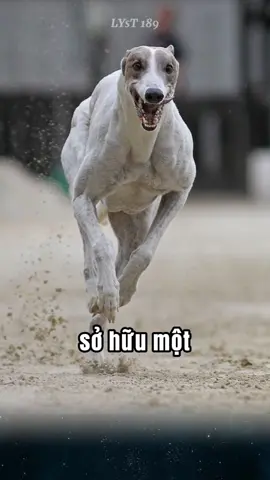 Top 3 giống chó chạy nhanh nhất thế giới, mà có thể bạn chưa biết.#độngvật #chó 