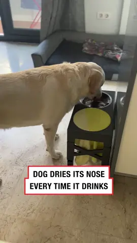 Drying level - 100 👏⁠ #funnydogs #cleverdogs #dry #bowl #ladbible #trending #fyp