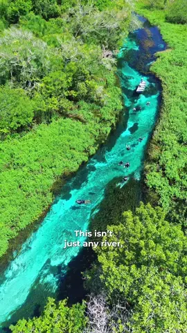 Have you been lucky enough to visit here? Would you recommend it? 💦 📽 @destinosmatogrossodosul (IG) 📍 Sucuri River, Bonito, State of Mato Grosso do Sul, Brazil  #beautifuldestinations  #travelbrazil  #hiddengem  #traveltiktok  #traveltok  #bonito #riosucuri