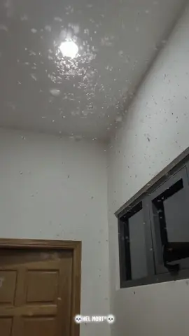 Termites invasion at home 💀 HEL MORT® #HELMORT #termites #pests #bugs #insects #invasion #house #animals #worms #wtf 