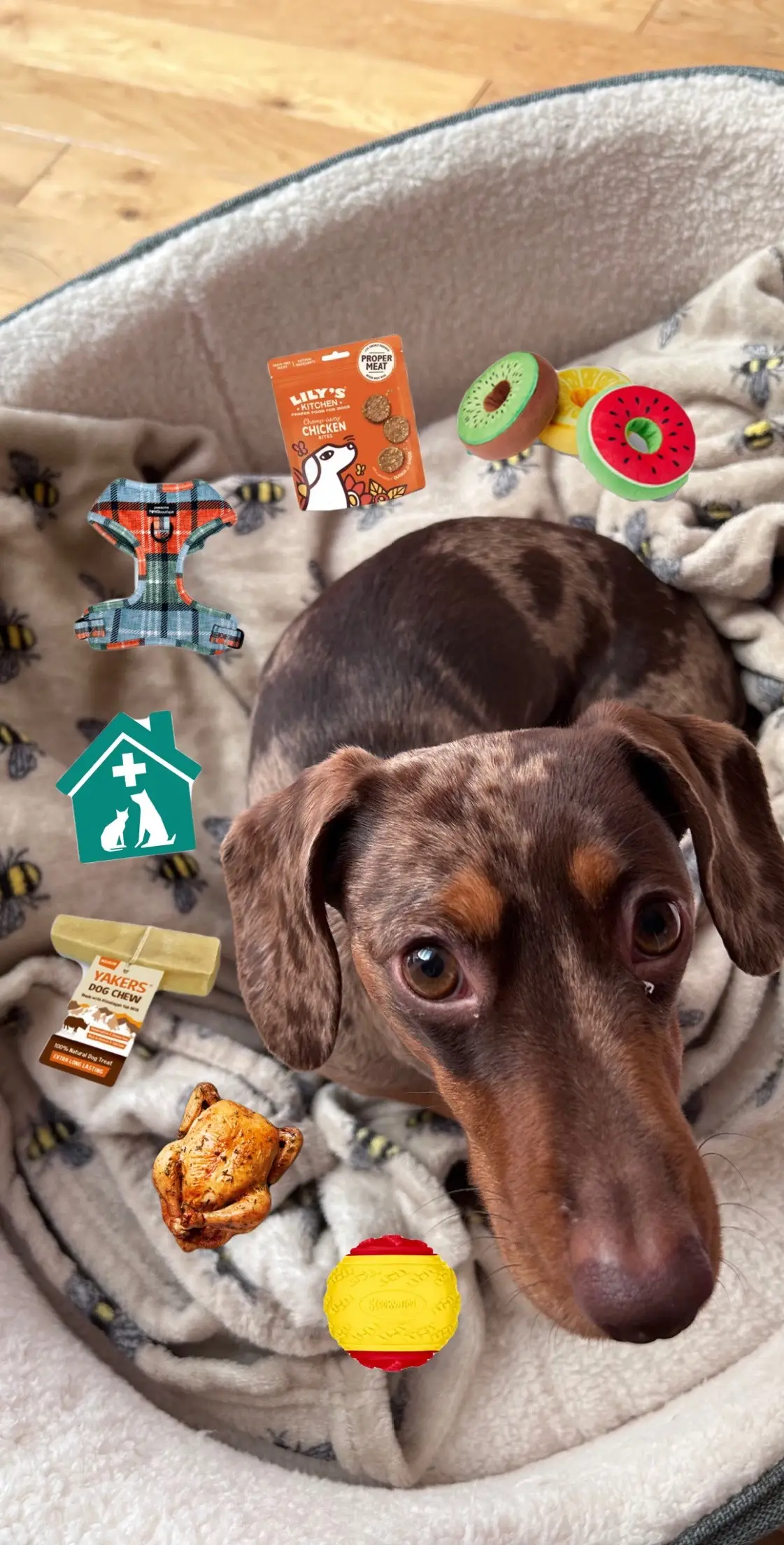 #dachshund #sausagedog #minidachshund #fyp #viral #weinerdog #cutedog #PetsOfTikTok #dappledachshund #dogs #dogtok #Scotland #petsontiktok #trending #uk #doglover #pets #scottish #funny #funnydogs #funnydog #funnydogvideos 