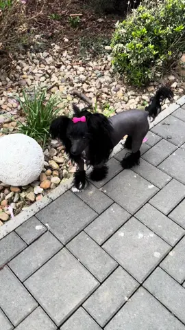 black love HEILY 💋 13months old 🌸 HEILY QUEEN Pretty Sweet 🌸 #chinesecrested #chinesecrestedhairless #chinesecrestedblack #čínskýchocholatýpes #femaledog #prettysweetkennel 