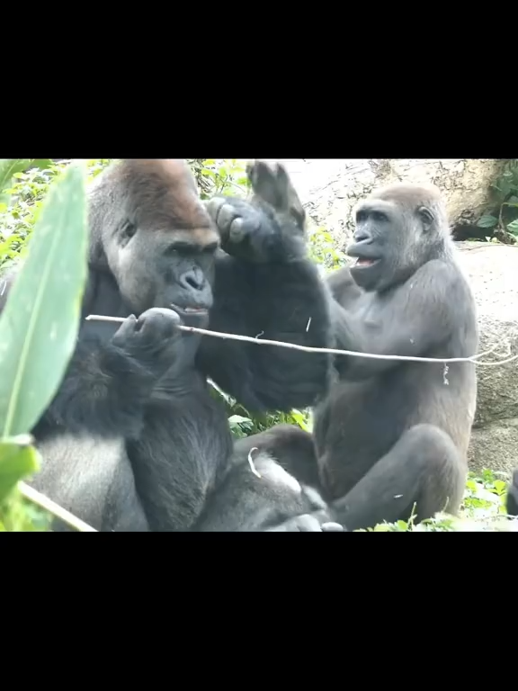 Funny Gorilla Compilation🦍😂#gorilla #ape #zoo #funny #monkey #animalsoftiktok #fyppppppppppppppppppppppp 🤣🦍😂
