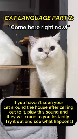 Play This Sound To Call Your Cats To Your Side Immediately! 😻