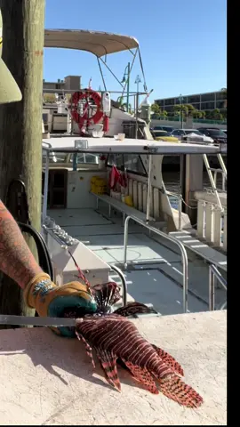 I attempt to show you guys how to do a nice Lionfish fillet but as usual there are a lot of questions about Lionfish! I hope this video shades a little light on the cleaning process. Sometimes I will cut off the spines with a pair of clippers or shears if they are too long, but usually I just use a long knife to avoid getting poked by them using the technique that you see here. ##lionfishhunting##lionfish##showusyourzk##lionfishexterminationcorp##floridaman##invasivespecies##nonprofit##nonprofitsoftiktok##filletinglionfish