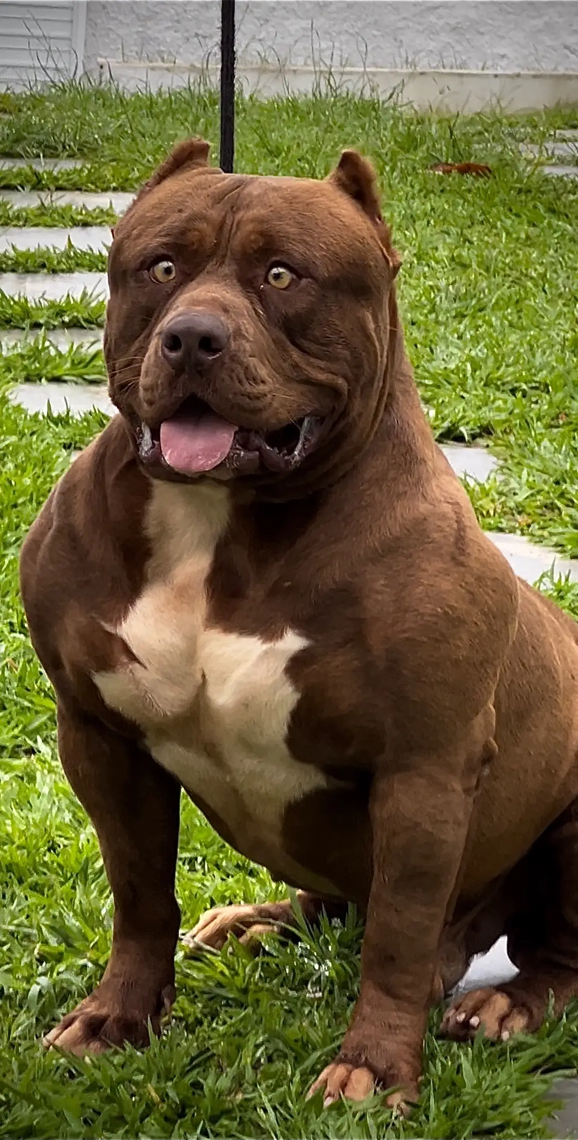 🚂 Scorpion Monte dos Soares #pitbu #pitbull #pitbulls #pitmonster #pitbullterrier #americanbully #pitmonsterbrasil #rj #sp #mg #es #pr #rs #sc #ms #go #mt #ba #al #pe #ce #rn #ma #pa #am 