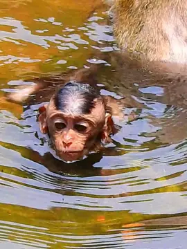 they look happily swimming in big temple pool during thus hot day  #animals #pooranimals #monkeymovie #adorablemonkey #newbornbabymonkey #babymonkey #lovelyanimals #rescuemonkey #funnymonkey #funnymonkey 