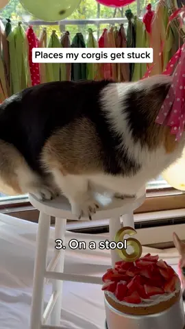 Useless serbants 😒.  #corgis #dogs #funny #pets #doggo 