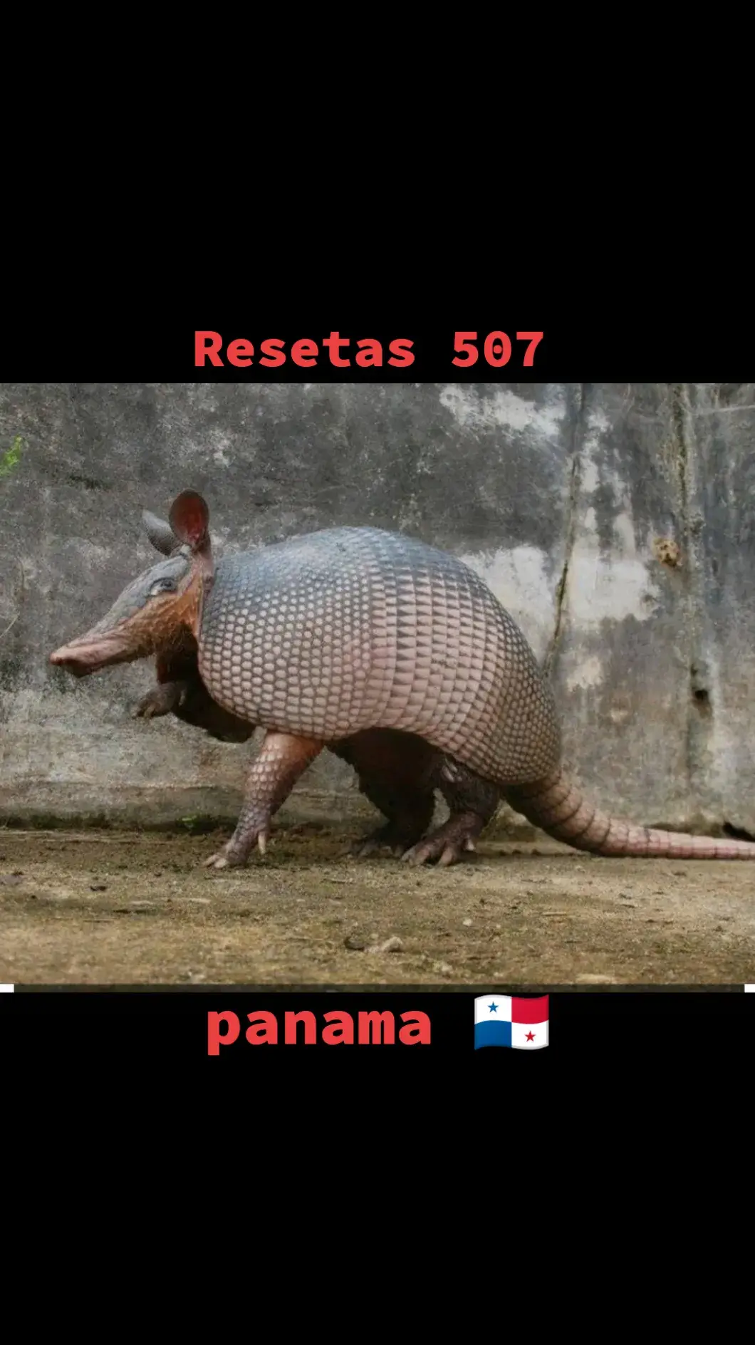 #panama🇵🇦 #armao #armadillo @Juan🎇 