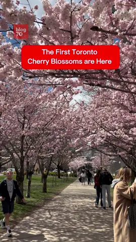 The very first Toronto CHERRY BLOSSOMS of 2024 are now in full bloom outside of Robarts Library 🌸🙌 High Park’s cherry blossoms are also expected to reach peak bloom this week 👀 #ForYou #Fyp #Fy #Toronto #Ontario #Canada #TorontoOntario #TorontoCanada #TorontoTikTok #TikTokToronto #CherryBlossoms #TorontoCherryBlossoms #RobartsLibrary #Robarts #CherryBlossomTree #Spring #TorontoCherryBlossom #CherryBlossom #Spring2024 #SpringFlowers #Flowers #UofT #University #TorontoUniversity #SpringIsHere #Sakura #Flower #Library