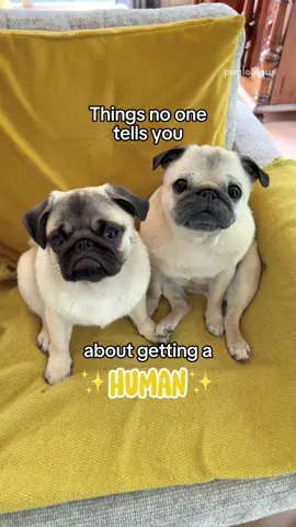 This is NOT what we signed up for 🚩🚩🚩 (IB: @🥭 Mango 🥭) #pug #pugs #PetsOfTikTok #dogsoftiktok 