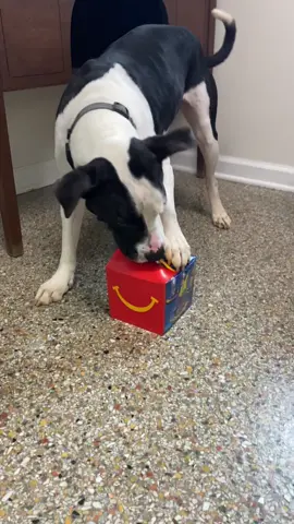 Lazlo is enjoying his happy meal for national McDonald’s day! #dog #dogsoftiktok #mcdonalds #happymeal #humanesociety #rescue #adopt #baldwincountyalabama #fairhopealabama #shelter #adoptme #fairhope 