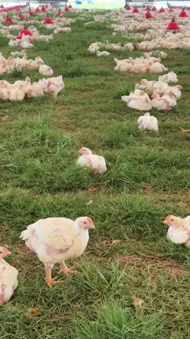 Coop update: Our chickens are just chillin’ in the shade, enjoying the warm Spring vibes on this Monday afternoon!  . . . . . . #pasturebird #thecleanchicken #pasturepoultry #pastureraised #freshprotein #foodismedicine #farmerpaul #farmlife #familyfarmlife #farm #regenerativeagriculture #regenerativemeat #regenerativefarming #biomimicry #cattle #nature #healthiswealth #youarewhatyoueat #biomimicry #innovation #agtech #regenerativeagriculture #nutrientdensity #georgia #farmtour  