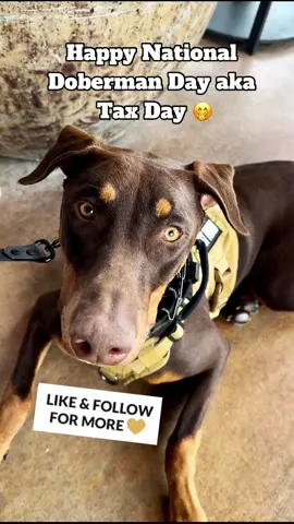 Happy National Doberman Day to all my friends especially all my fav dobies ❤️🐾  #dobermanlove #dobermangang #fyp #dogsoftitok #likeandfollow 