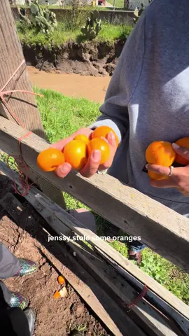 best oranges ever 🍊🤭 #oranges #funny #trees #river #sisters #fyp 