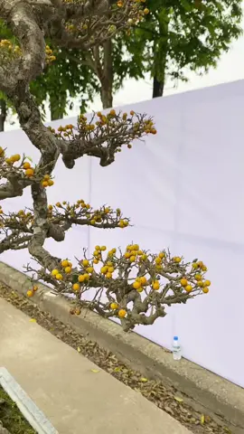 Đếm quả tính tiền #yêucây #bonsai #xuhuongtiktok 