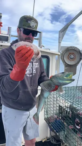 By-Catch; The unwanted fish & marine creatures incidentally  caught during commercial fishing for a different species. Vibrant blue lingcod, ByCatch in our crab trap. #fyp #crab #seafood #natgeo #oceanlife #friendliestcatch  🎥 @BarnaclEric @DavidB  