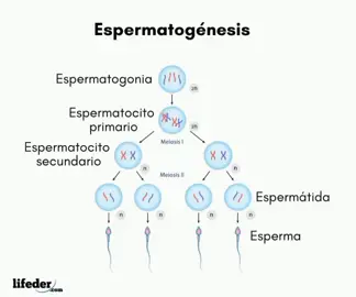 Espermatogenesis  Martín_Gallegos_202