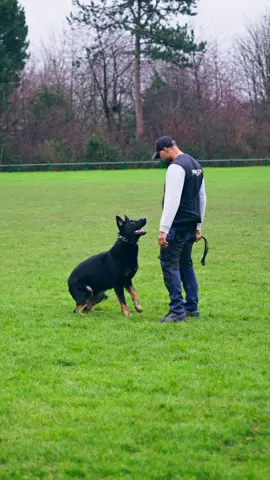 “Building a bond through obedience with my loyal companion, BuzzLightyear. Every training session is a step towards a stronger connection and a happier, harmonious life together. 🐾 #CanineCompanions #ObedienceTraining #GermanShepherdLove”