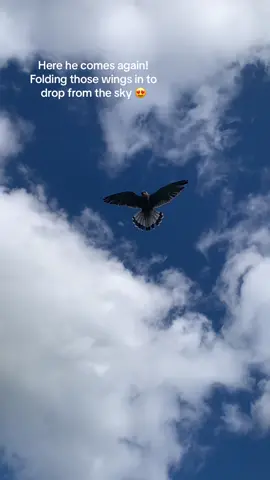 Bob never gets as many views as Freddie, let’s show him some love! Showing off some beautiful free flying from yesterday #falcon #kestrel #falconry #falcotinnunculus #europeankestrel #commonkestrel #falconer #birdofprey #fyp #bird #freefly 