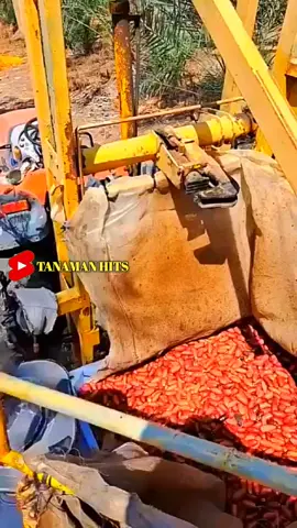 Pantes aja cepat!! begini toh cara mempreteli bulir kurma dari tandannya #fyp #trending #viral #reels #shorts #fruit #berkebun #gardening #agriculture #farming #fypシ #fruits #buahbuahan 