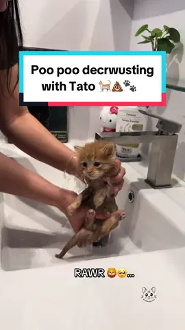 Just a soggy Pocato 🐈🥔🐾😾 This was after his 2 weeks of quarantine in the kitten playpen! 🦠 Since the kittens were exposed to panleukopenia, I didnt want to risk contaminating my bathroom by bathing them 🛁 Instead, I’d use kitty safe wipes to keep them as clean as possible but they were still quite crwusty 💩😅 #catcare #babykitten #catbath #rescuekitten #fosterkittens 