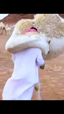 Des animaux reunis avec leur maitre des annees apres! satisfying videos #satisfyingvideos #satisfying #fyp #animals #oddlysatisfying 