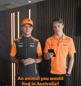 Oscar the koala! 😂 #landonorris #Mclarenf1 #F1 #LN4 #quadrant #oscarpiastri #landoscar #mclaren #f1fans #f1girl #f12024 #f1drivers #f1tiktok #formulaone 