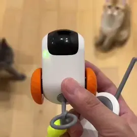 Gesundheit & Freude für deine Katze