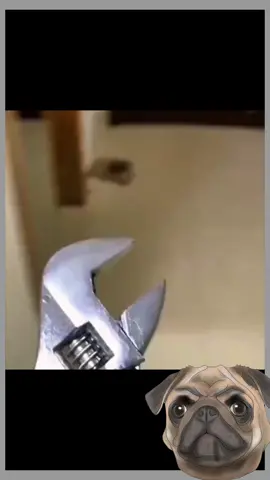 #All kinds of funny animal voices#cat #funny #tiktok #pet #dog #foryou 