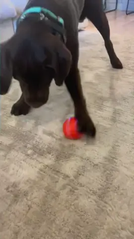 This thing could entertain him (and us) for hours 🤣🤣🤣 #labrador #PetsOfTikTok #labpuppy #labradorretriever #fyp #viral #chocolatelab #1min #longervideos #puppylove #dogtoy #ad 