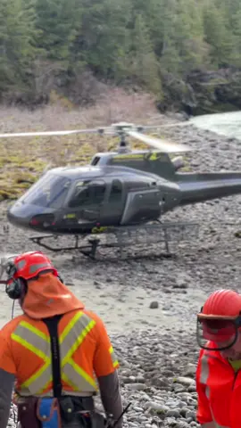 Best job in the world. Some single stem harvesting ops from last sesson. 🤘  #singlestem #heli #helicopter #forestry #britishcolumbia #logging #loggertok #astarhelicopter #bc #bcforestry #timbertitans #loggingjobs #forestryjobs 