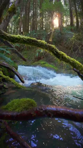 Basking in the ethereal glow of sun rays filtering through the dense canopy, illuminating a tranquil stream nestled within the heart of the forest 😍 #nature #god #oregon #pnw 