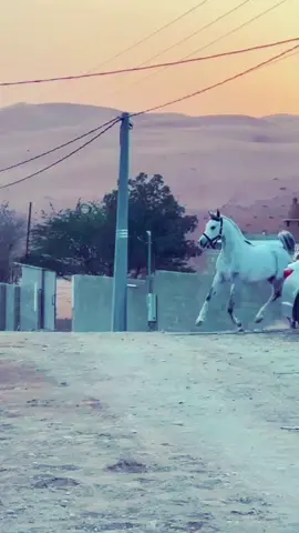 يامساء النور مدري ياشروق الشمس#خيل #خيل_وخياله #حالات-خيل#شيلات_روعه_خواطر_ذوق #شيلات #ترند_جديد #قونيا________________قونيا😌💙 #اسطنبول_تركيا_غازي_عنتاب_سوريا_حلب #السعوديه #النمسا_هولندا_تركيا_مكه_المكرمه_دبي @🌹 ☆ مۘــڜــٰٱ̍؏ــڔ ☆ 