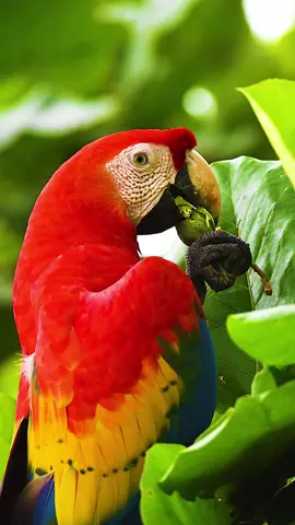 Guacamaya roja, Brasil. 🇧🇷🌳🦜  Vive la vida con pasión,  ver la belleza en todas las cosas  y compártelo con el mundo. #selva #amazonas #bird #animals #brasil 