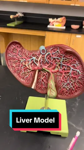 Lets go over the Liver Model!! #anatomy #anatomylesson #liver #gallbladder #hepaticducts 