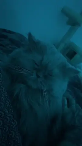 #relaxation #cat 