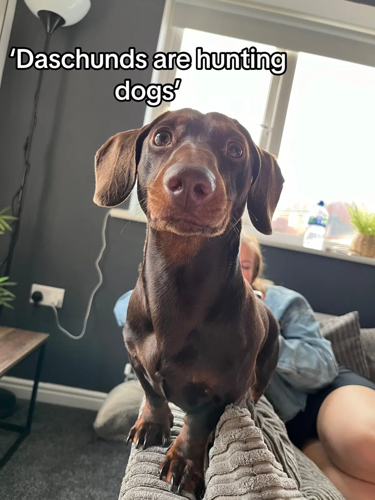 #foryou #foryoupage #fyp #daschund #daschundsoftiktok #viral #trending 