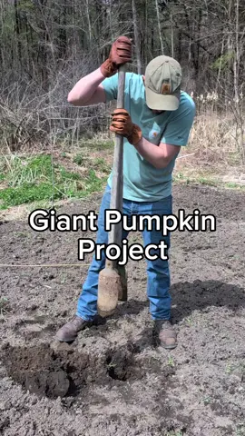 New pumpkin patch project to hopefully get some heavier pumpkins. 🎃🪚 #giantpumpkin #gardening #vegetables #plants #garden #vegetablegarden #growyourown #plantsoftiktok