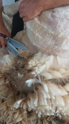 the sound of blade shearing  #traditionalskills #naturalfibres #workinghands #asmr #satisfying 