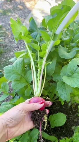 Radishes I sowed seeds 4 weeks ago. Radishes is one of the most easiest crop to grow and come in many sizes and colors Radishes can be grown in full sun and partial shade. It will take 40-60 from seeds to harvest •